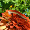 charlottep814